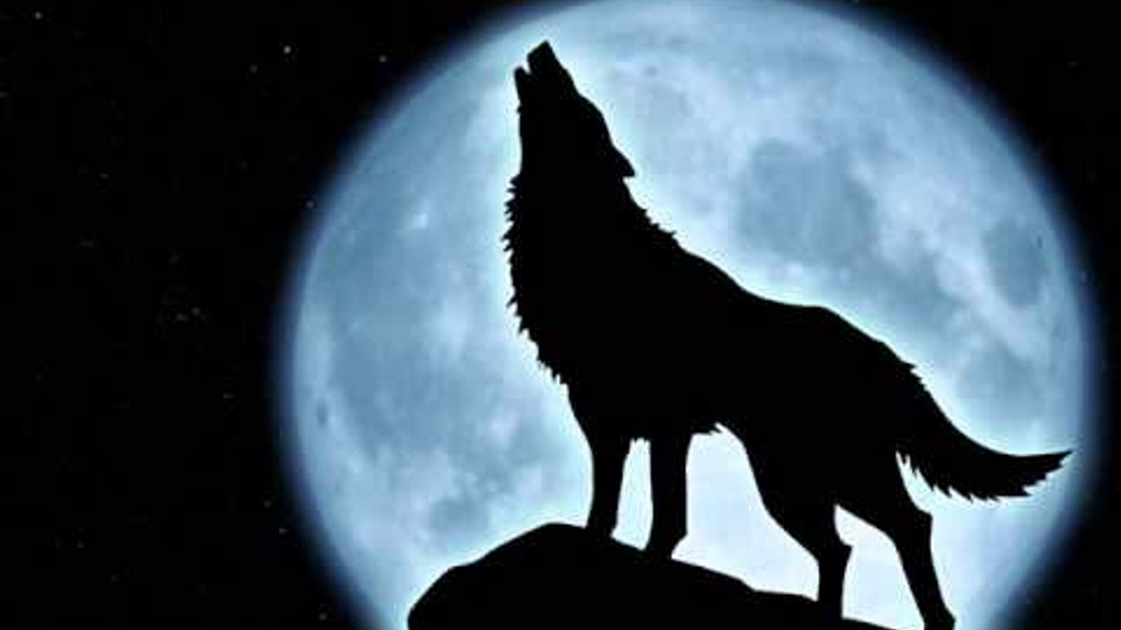 Loup Pleine Lune