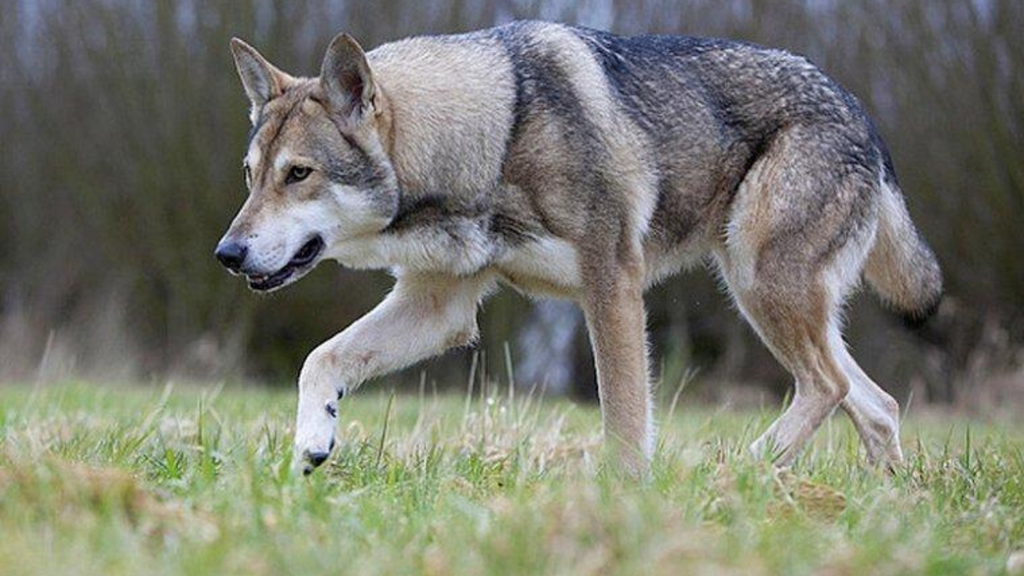 Chien Loup