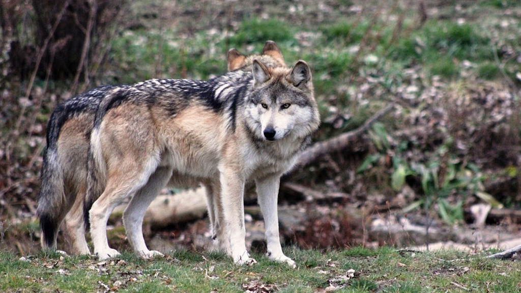 Meute de Loup Mexique