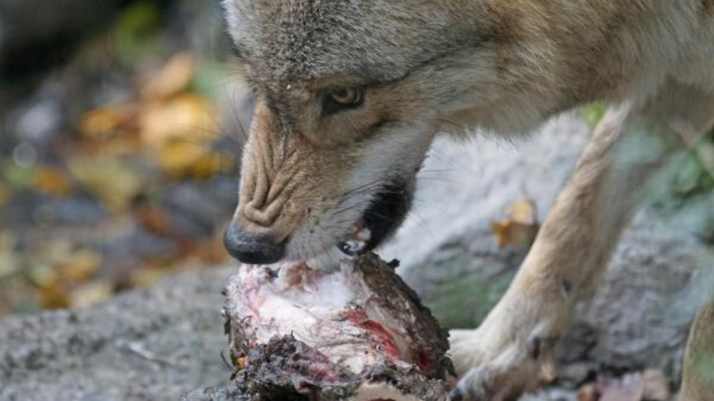 Alimentation du Loup