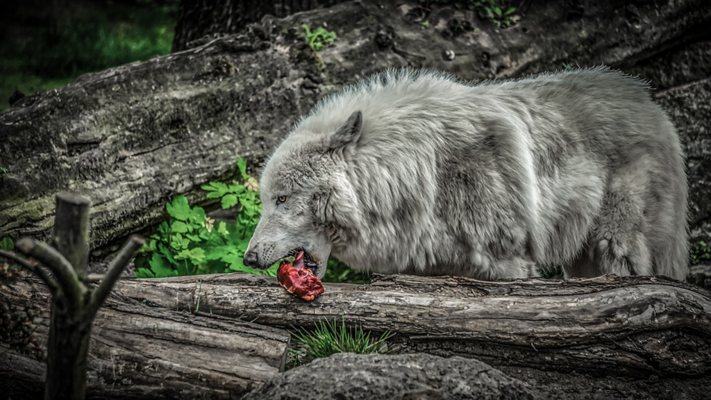 Alimentation du Loup Sauvage
