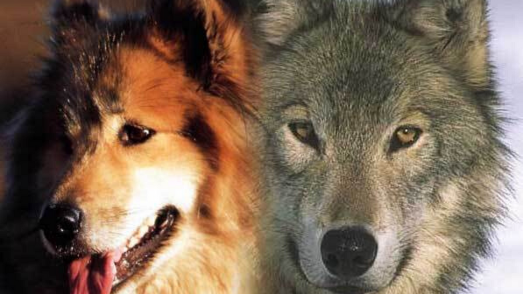 comparaison chien et loup alimentation
