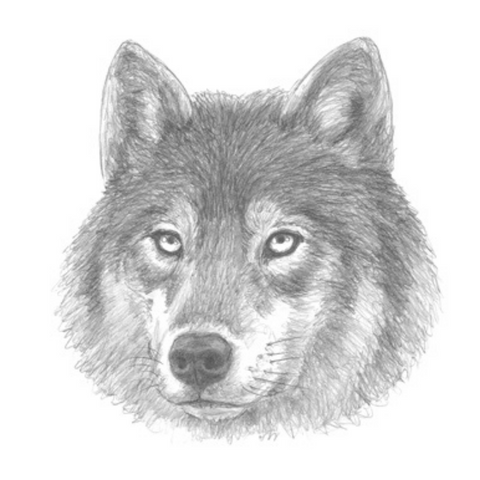 dessin tete de loup