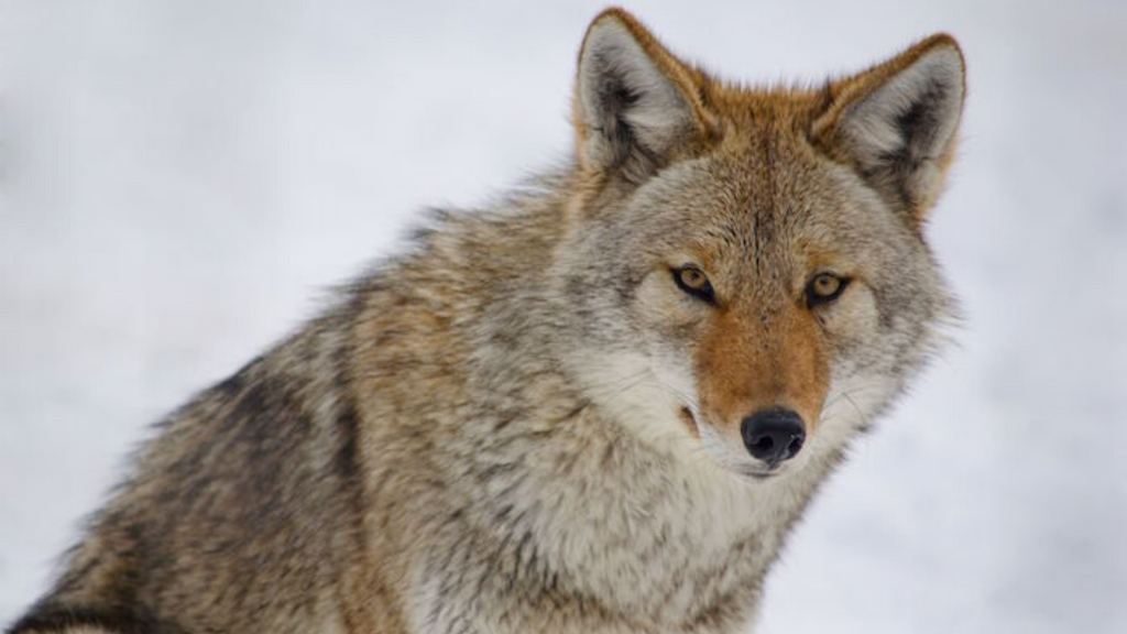 Symbole du loup