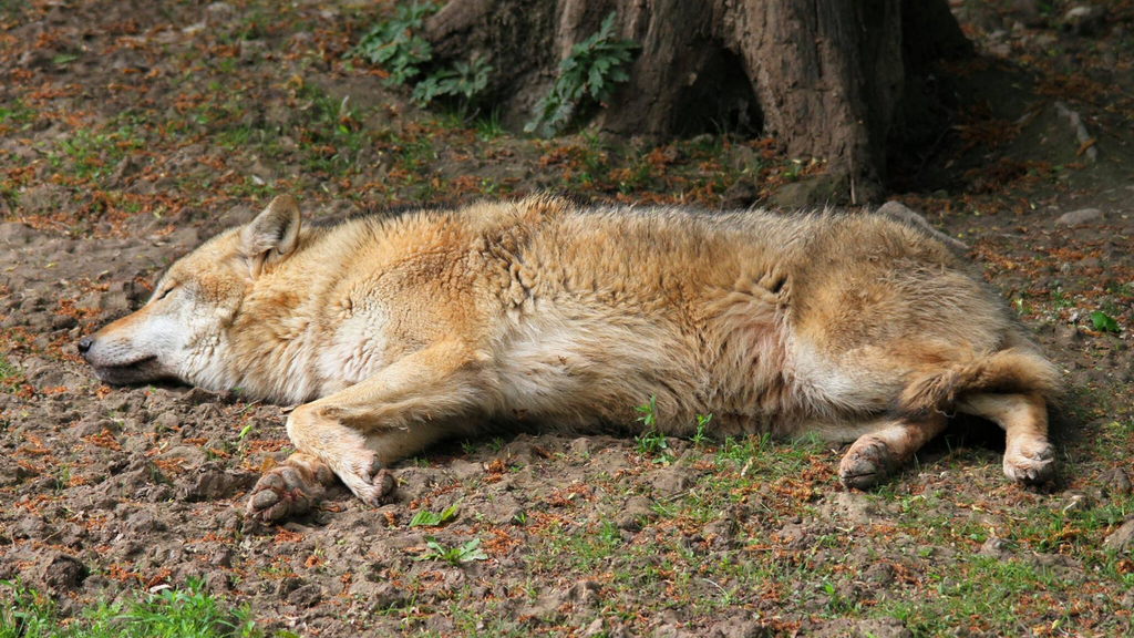 rêver d'un loup mort 