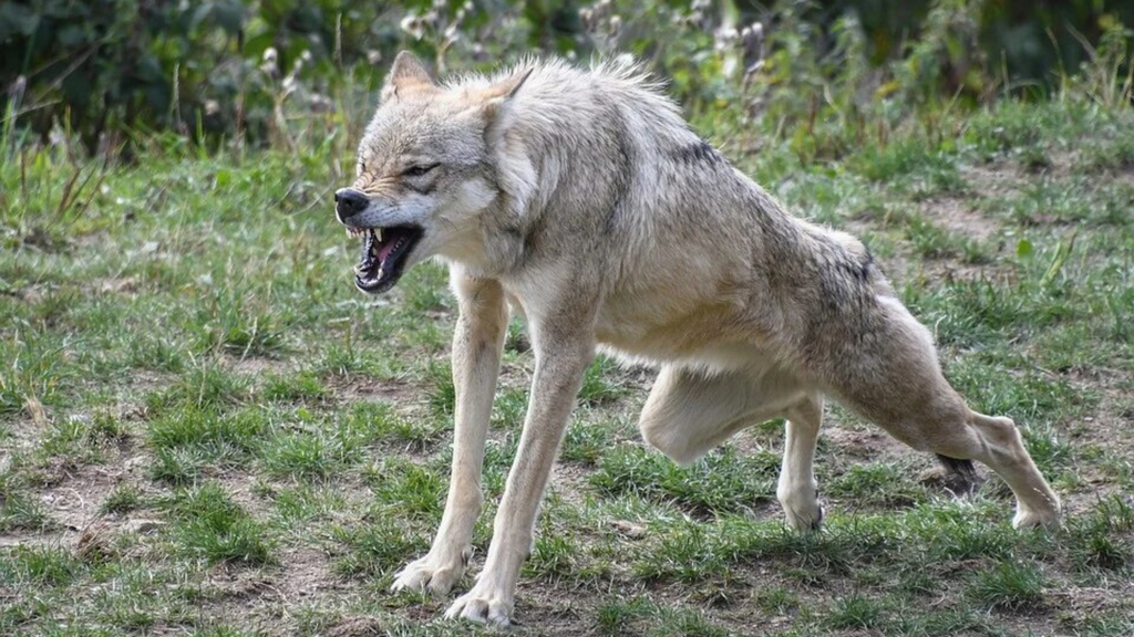 Blessé par un loup dans son rêve