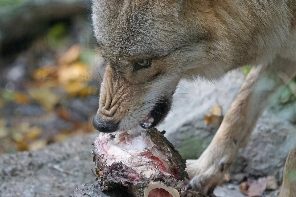 nourriture loup gris
