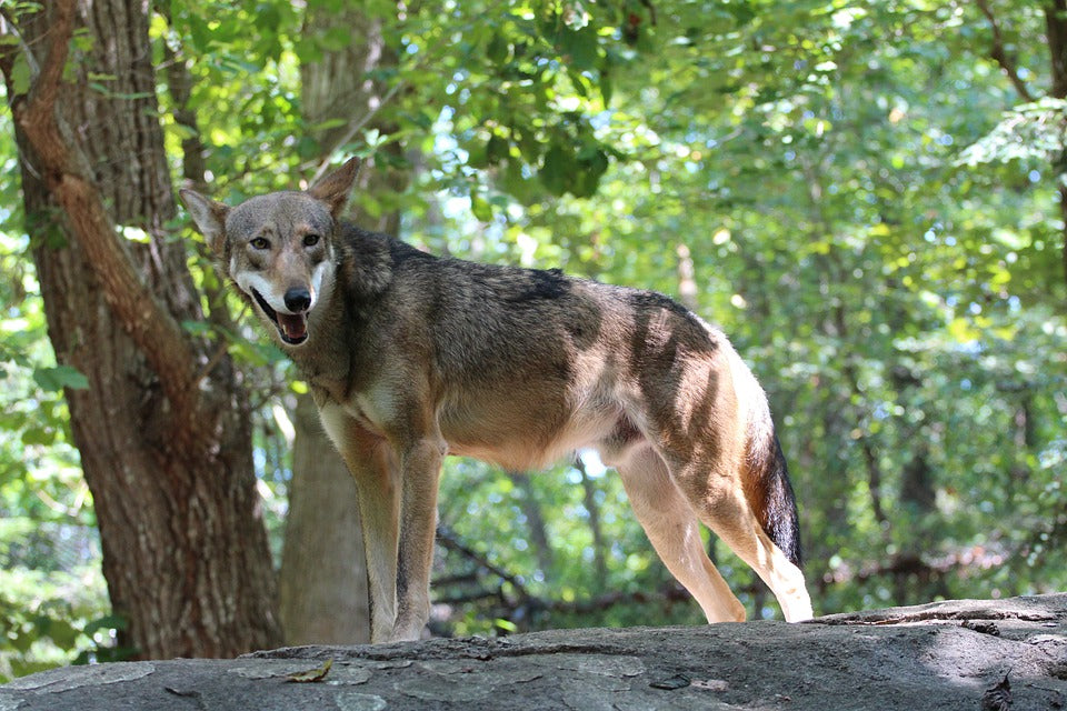 Rêve de Loup Rouge