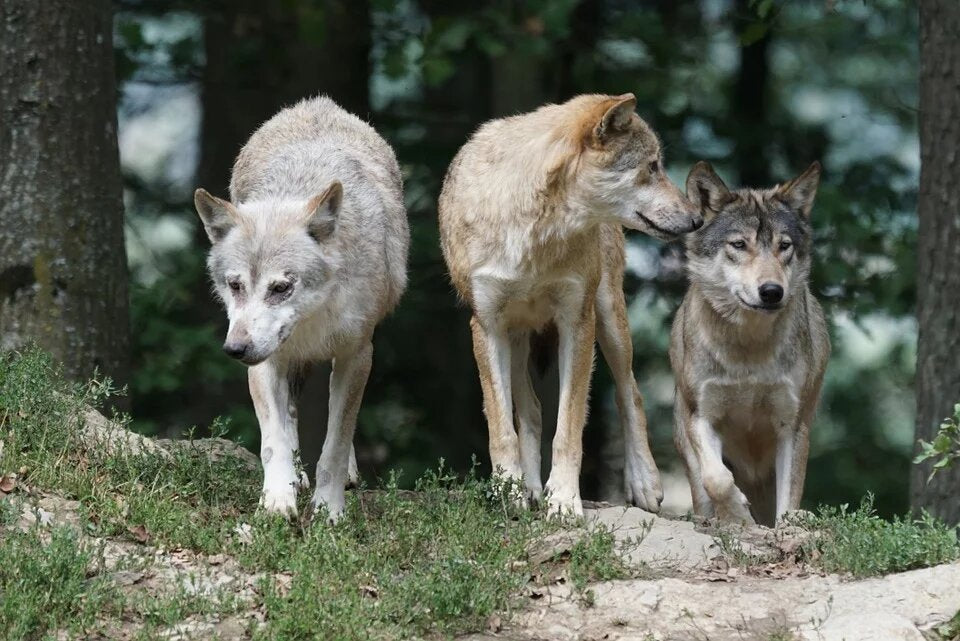 meute loup gris