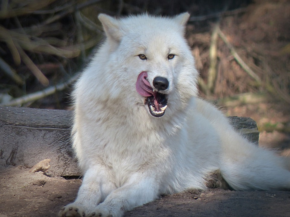 Loup Alpha Blanc