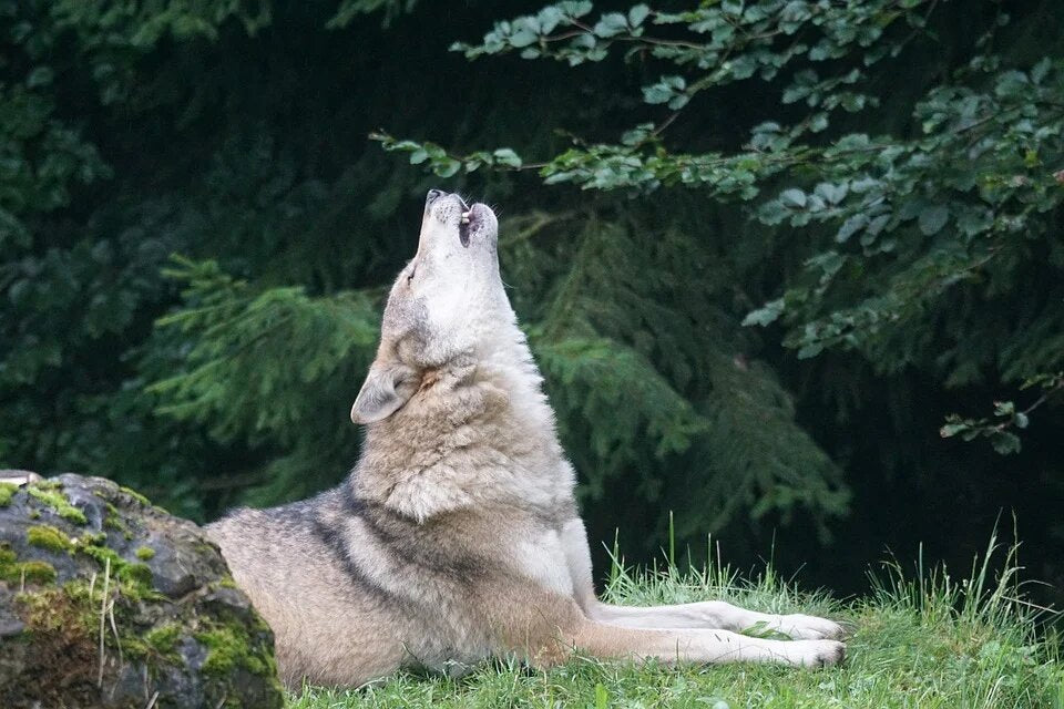 Rêve Loup qui Hurle