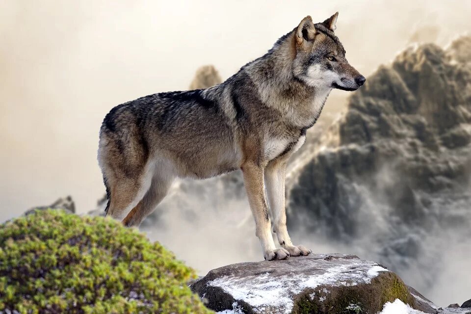 Loup Alpha Animal Totem