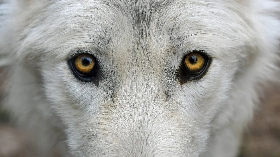 Yeux de Loup Rêve