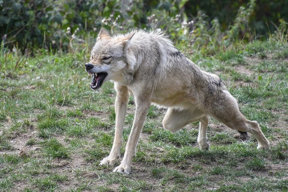 Loup Alpha Enragé