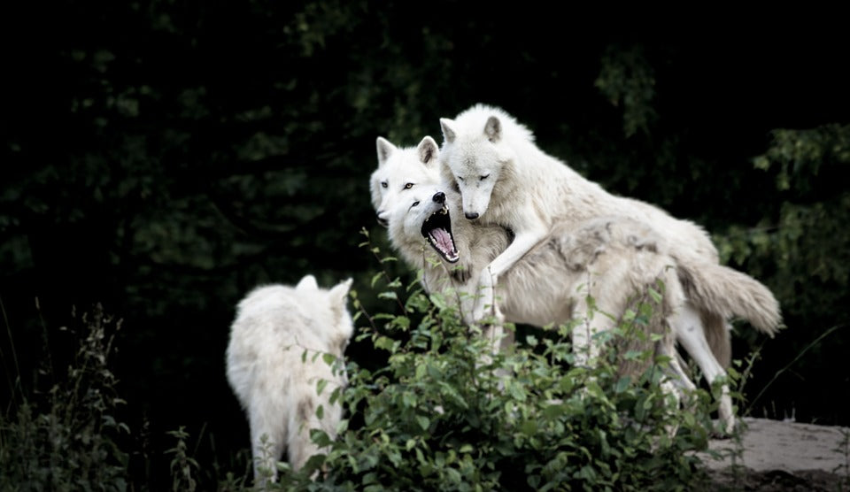 Les Loups Alpha