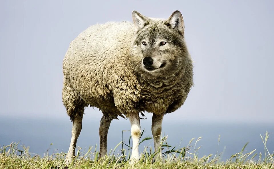 Loup Mouton Rêve