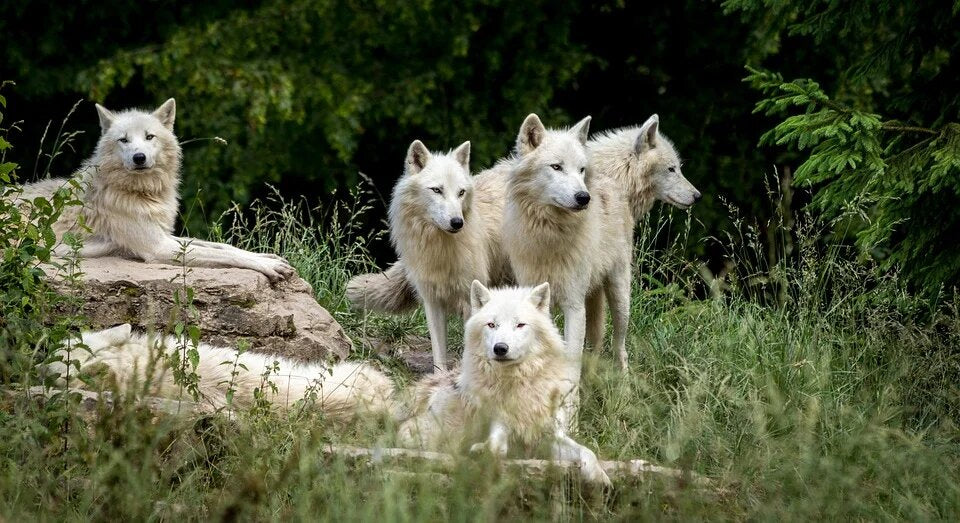 Meute de Loup Rêve