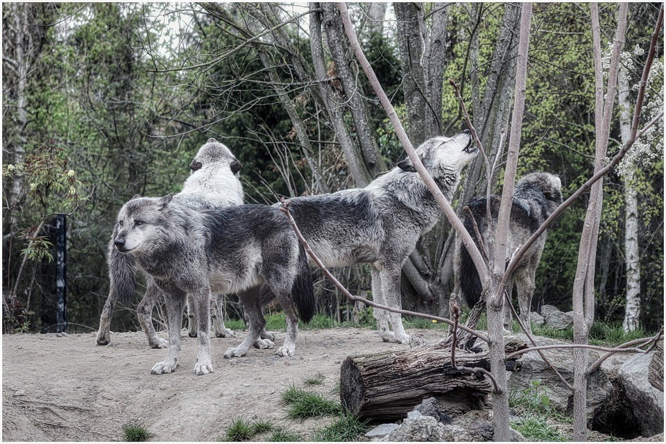 loup gris forêt