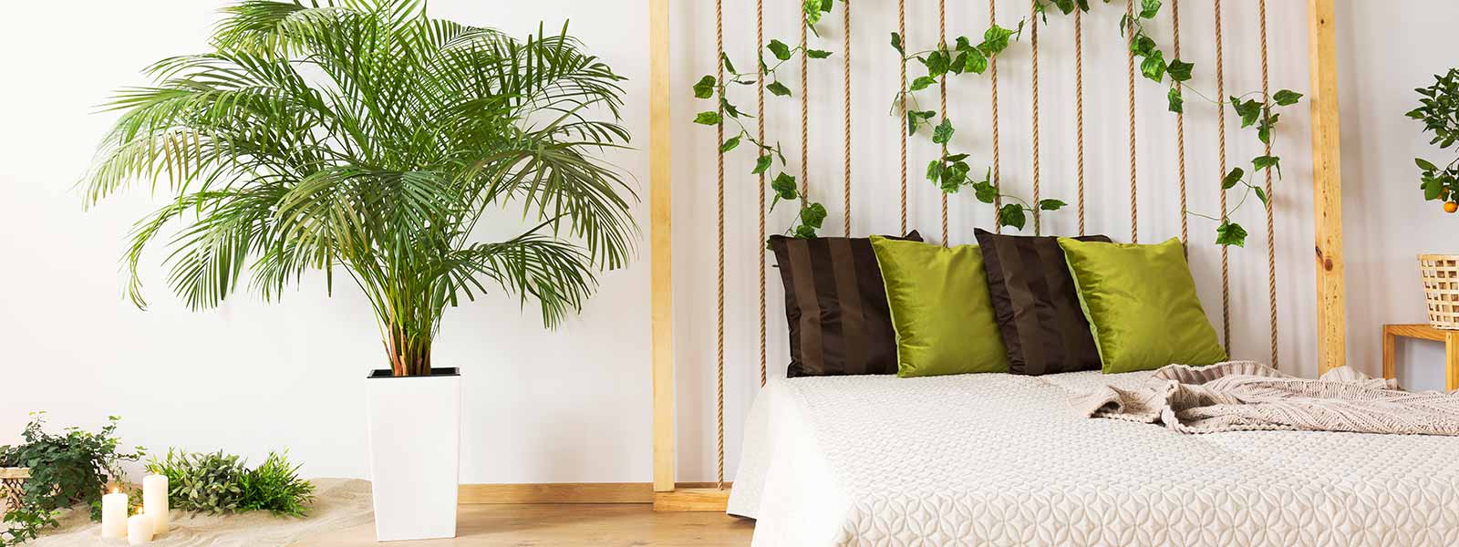 Chambre de rêve avec plante décorative