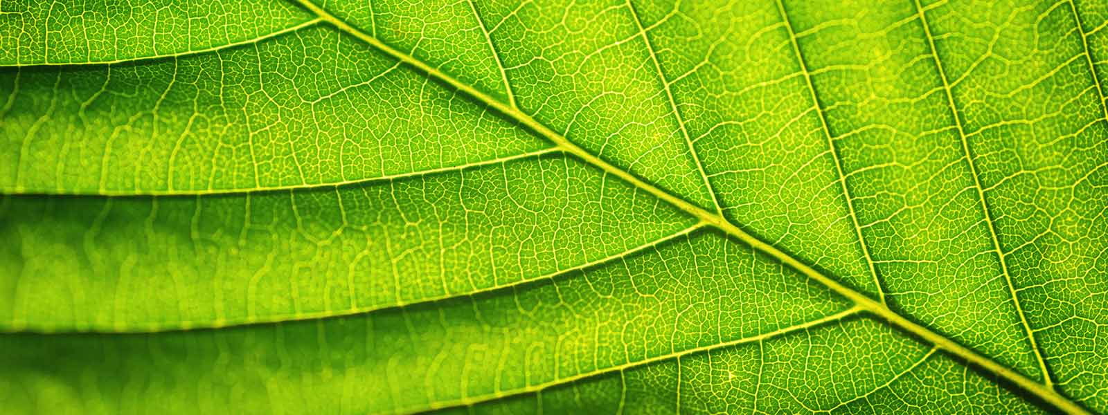 FACE INTERNE D’UNE FEUILLE D’ARBRE