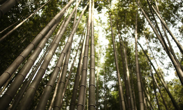 Forêt arbre bambou