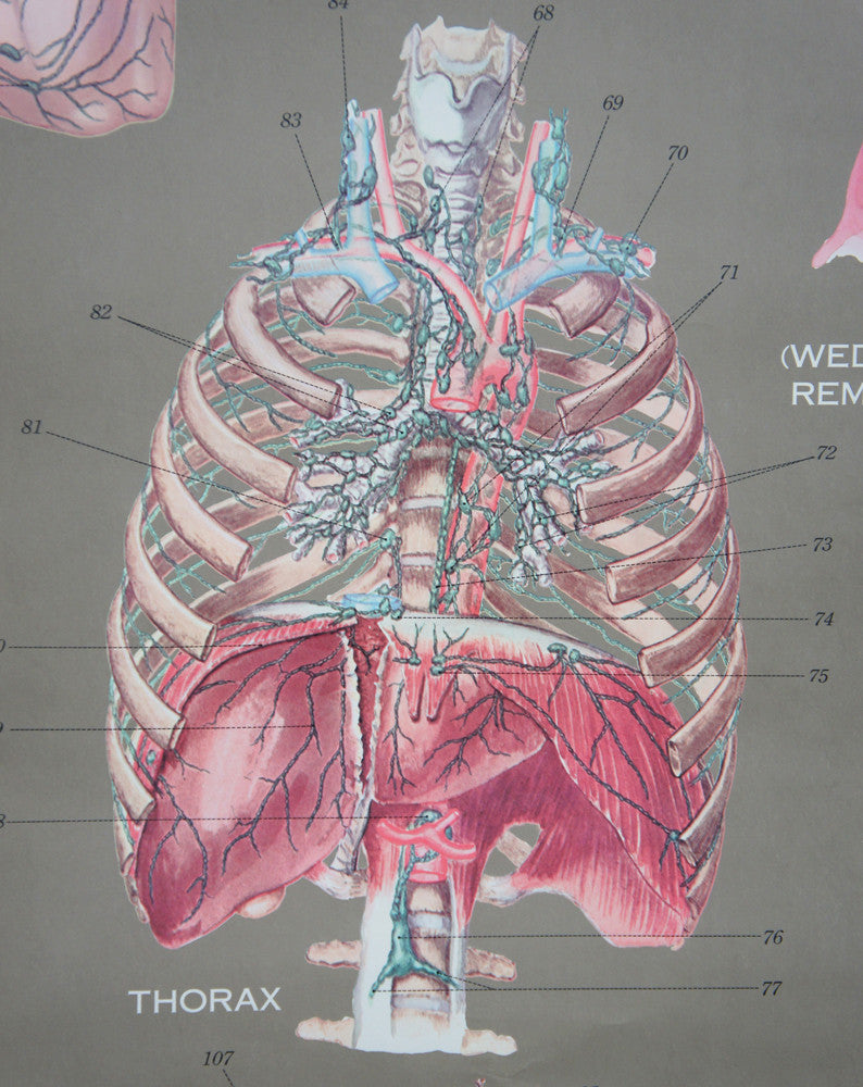 Vintage 1950s Frohse Lymphatic System Human Anatomy Wall Chart Hoof