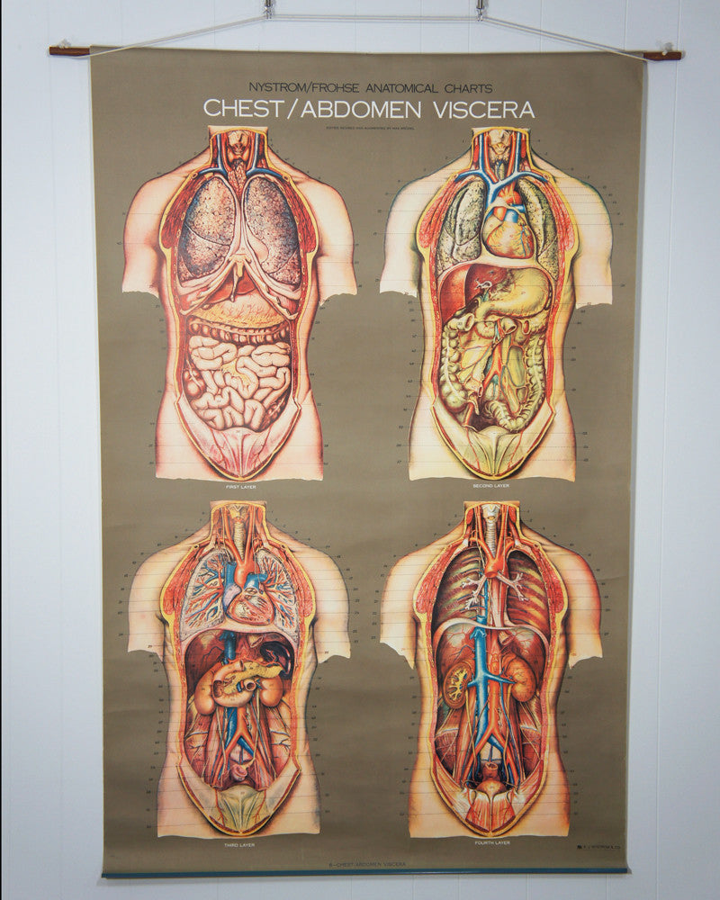 Vintage 1950's Frohse Chest & Abdomen Viscera Human Anatomy Wall Chart