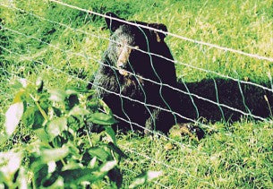 bear netting for beehives electric fence