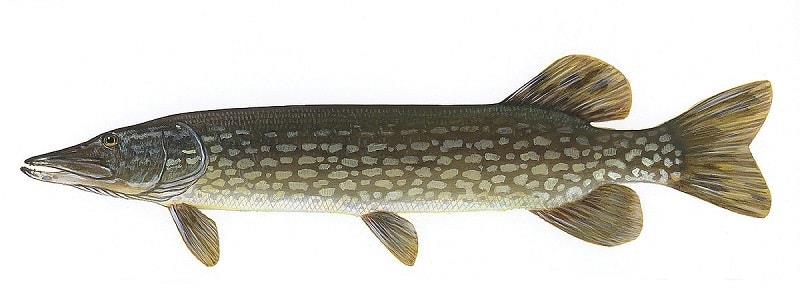 Northern pike & muskie