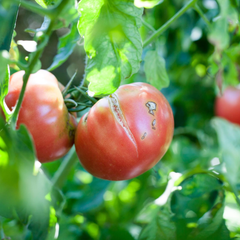 Split Tomatoes