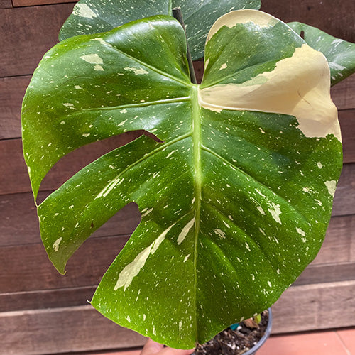 Monstera thai constellation