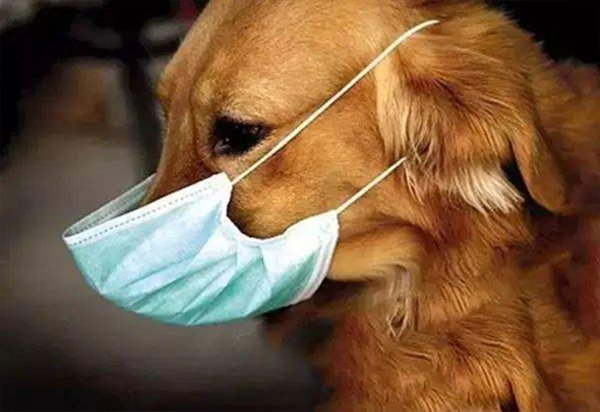 Coronavirus and Pets: Answers to Your Top FAQs