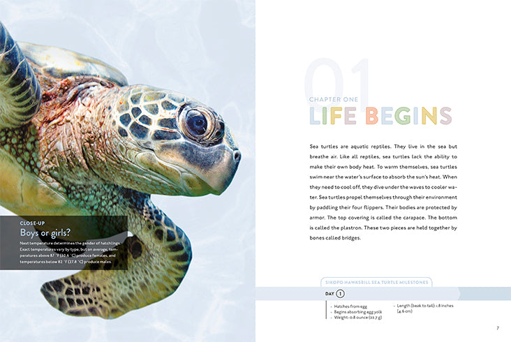 Spotlight on Nature: Sea Turtle – The Creative Company Shop