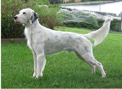 English Setter Dog