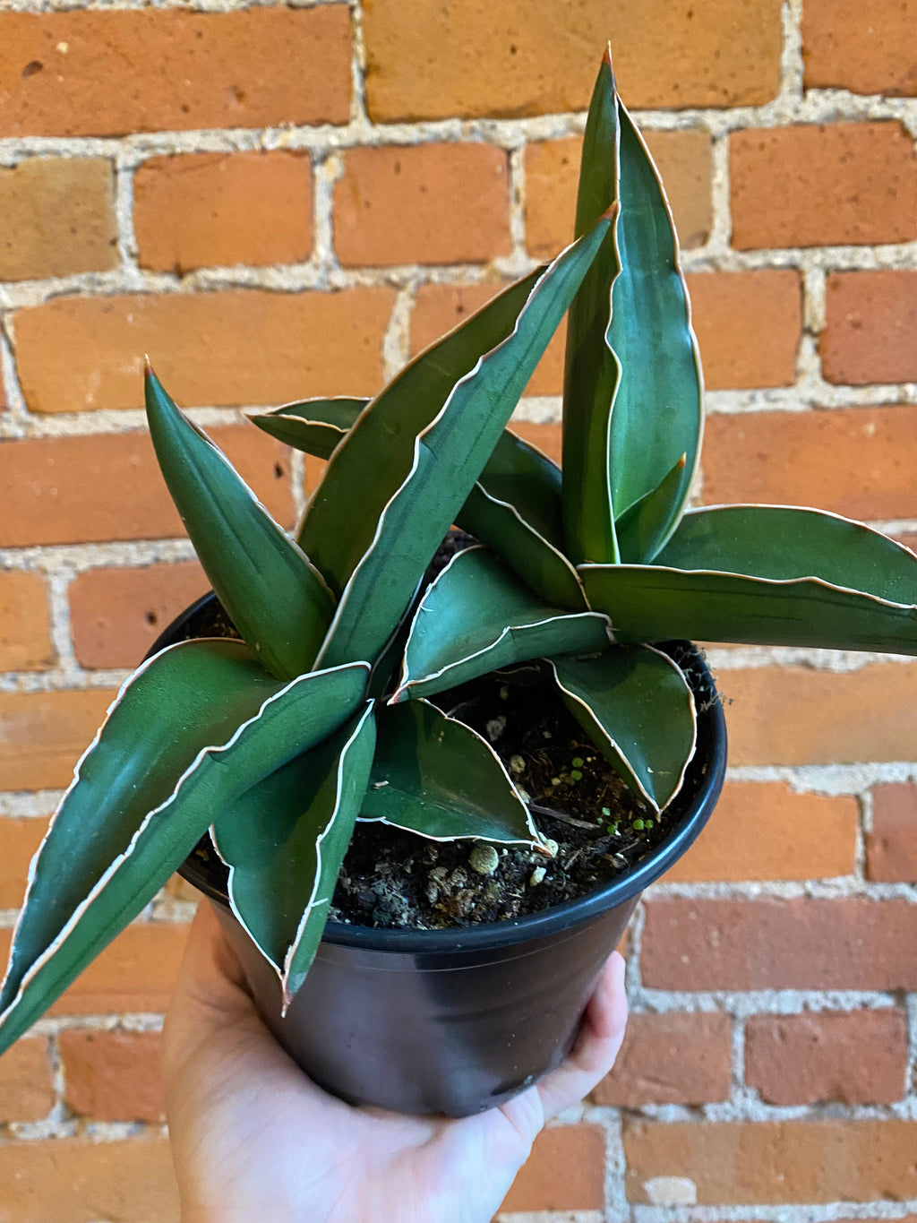 6 Sansevieria Samurai Plant Goals 