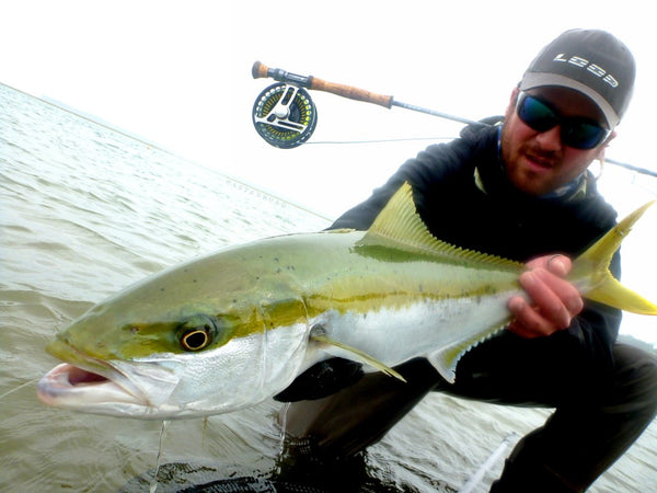 The Yellow Tail Kingfish on the fly - saltwater flyfishing in New Zealand -  LOOP Tackle - Australia and New Zealand