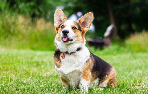A Corgis dog outside in the grass with his tongue sticking out.