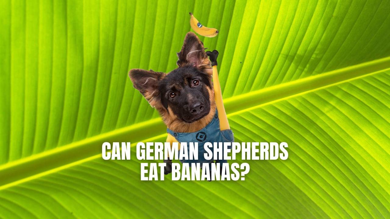 are bananas good for german shepherds