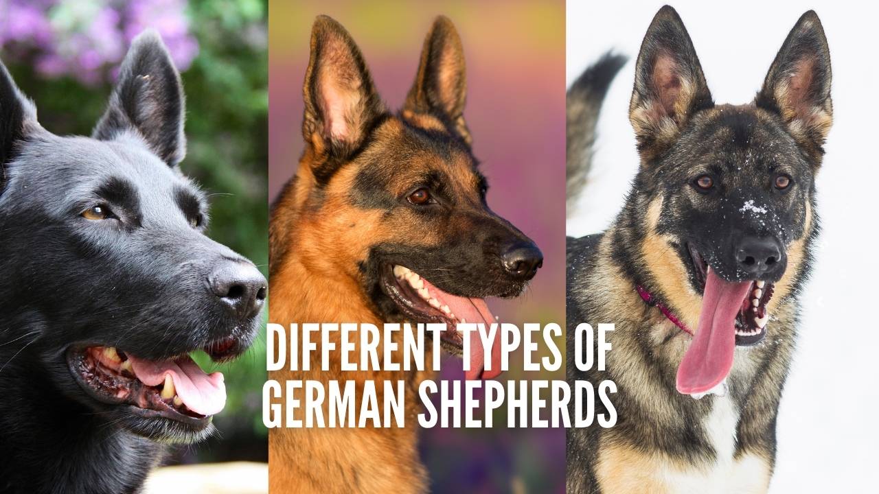 are there different german shepherd breeds