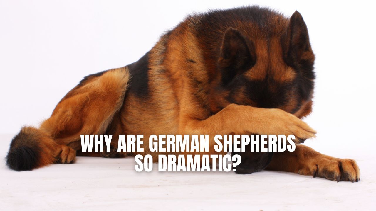 can german shepherds sense fear