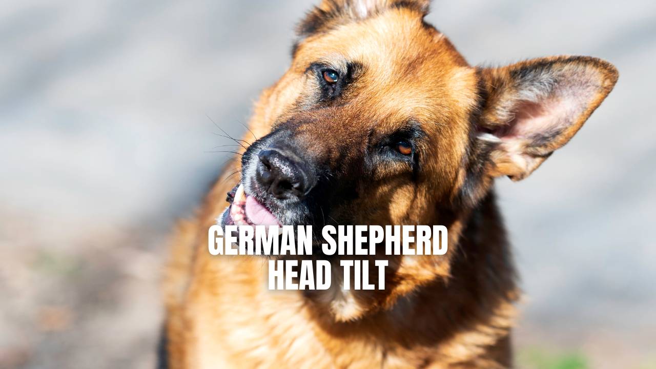 why do german shepherds put their ears down