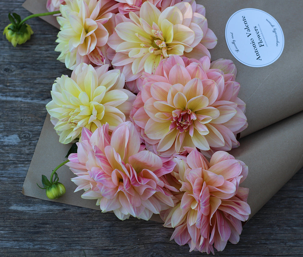 how to grow dahlias