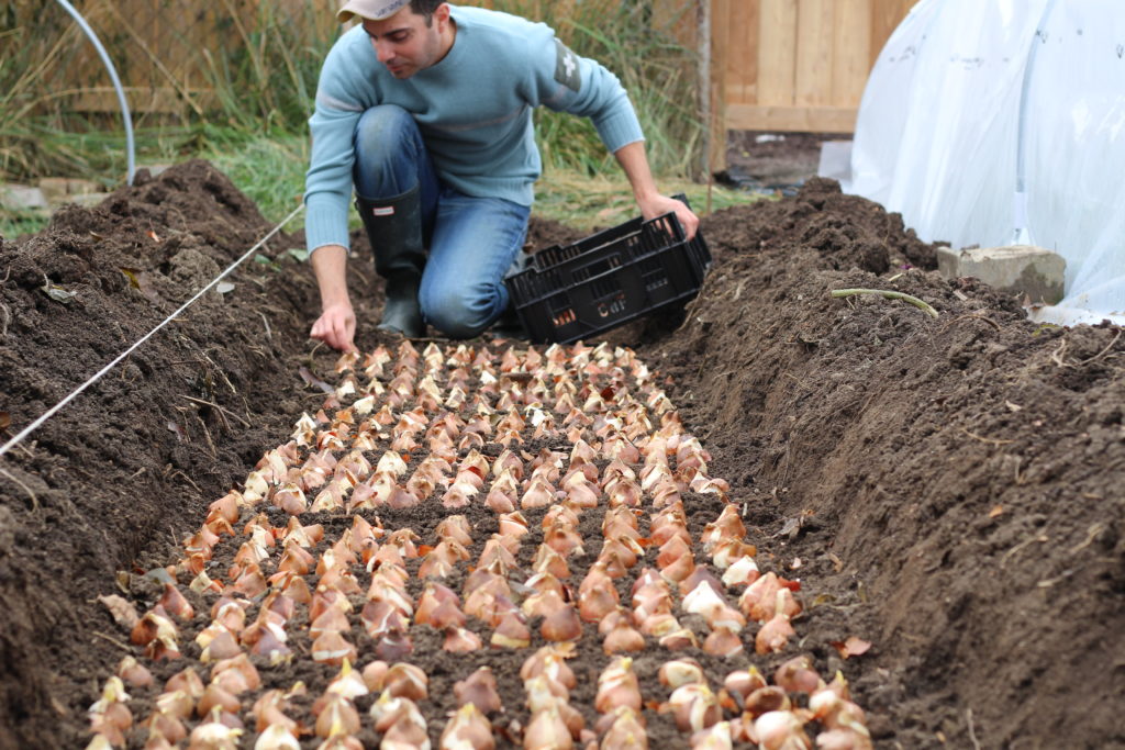 growing tulips bulbs