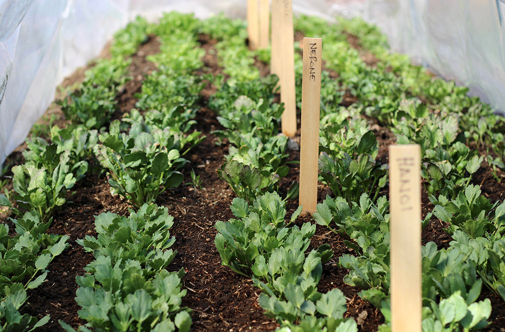 Growing Ranunculus & Anemones