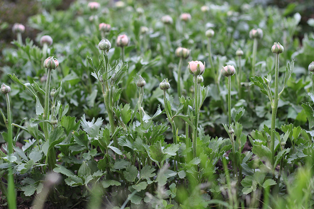 Growing Ranunculus and Anemones