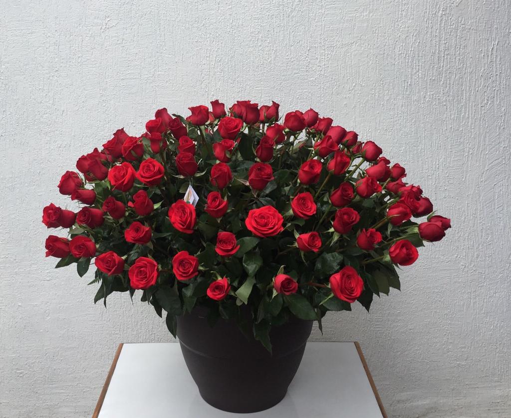 Espectacular de Rosas