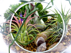 Seashell Orb Air Plant Kit