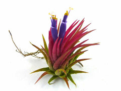 The Fuego Air Plant In Flower