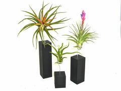 Various Air Plants from The Exotica Collection