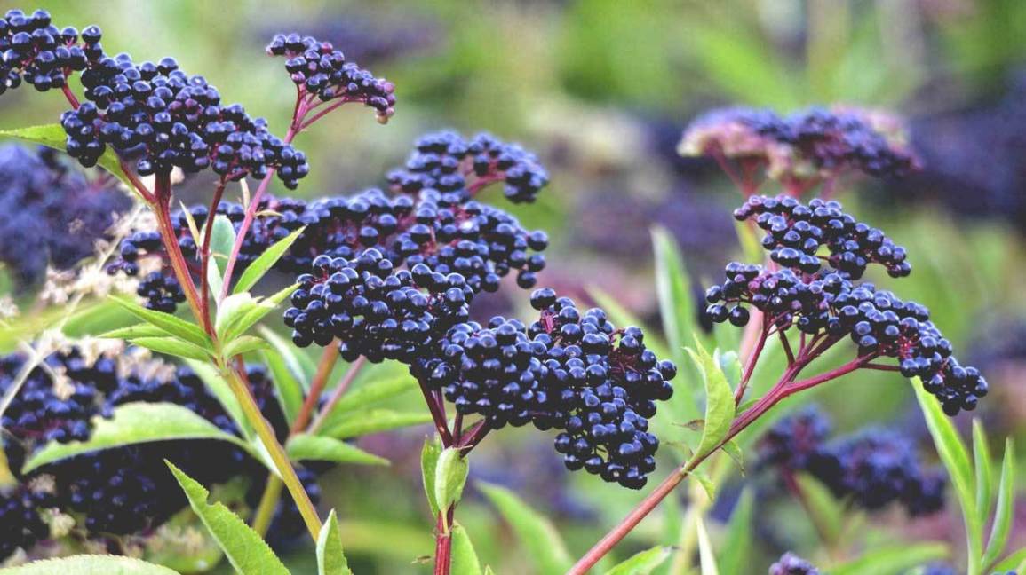 Black elderberry photo